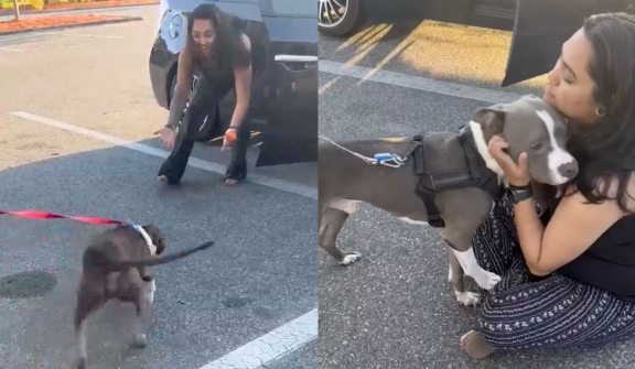 Dog reunites with owner after 2-year disappearance, jumps into her arms