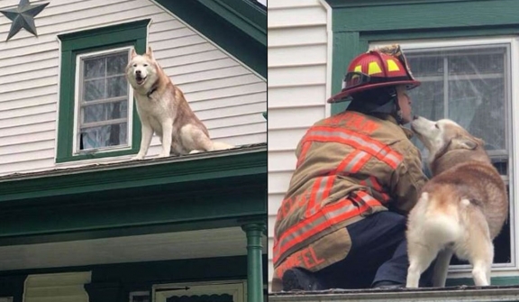 Dog shares sweet kiss with firefighter who rescued him from rooftop