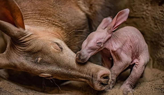 First Aardvark Baby Born at Chester Zoo in 90-Year History