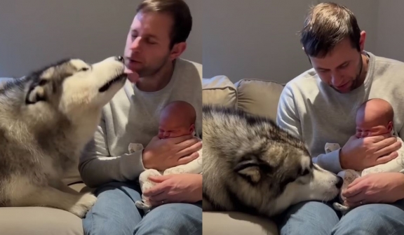 Giant husky's heartwarming first encounter with newborn baby