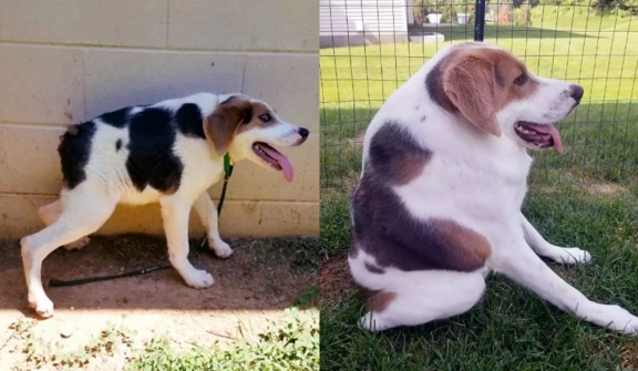 Half-spined dog finds loving family despite rare condition