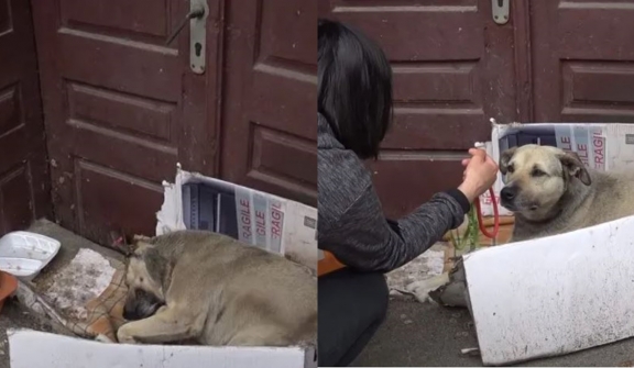 Heartbreaking, the dog spent his whole life wandering and then a caring tourist found him a new home