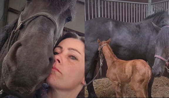 Mama horse 'adopting' an orphaned foal after losing her own baby goes melts 26 million hearts