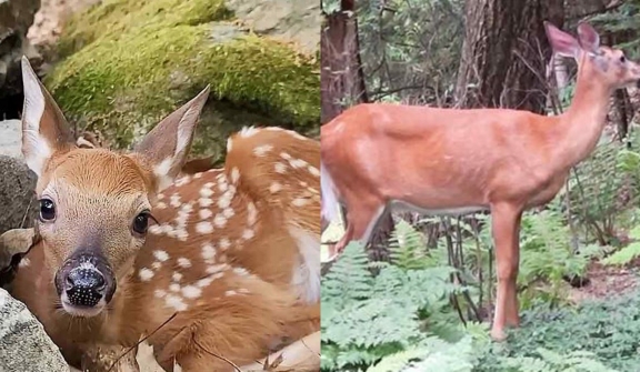 Man reunited with a mama deer and her babies after years of showing them kindness