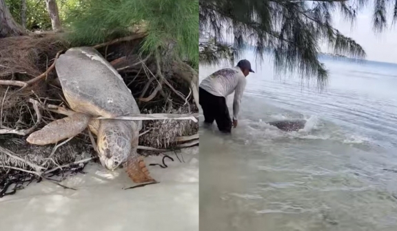 Man saves 'dead' sea turtle stranded on land and brings her back to life