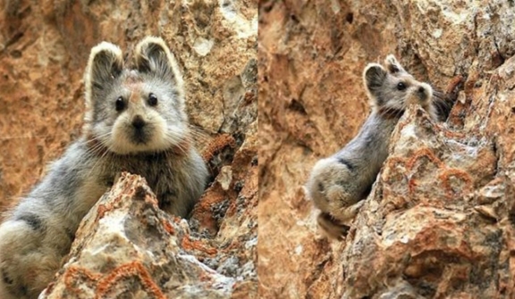 Super cute rare animal known as 'magic rabbit' was discovered for the first time in 20 years