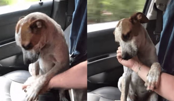 The abandoned dog shows gratitude and love to the woman who rescued him