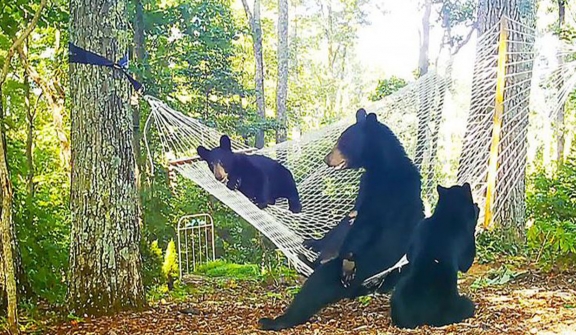 Woman hangs hammock to entertain playful mama bear and her three cubs