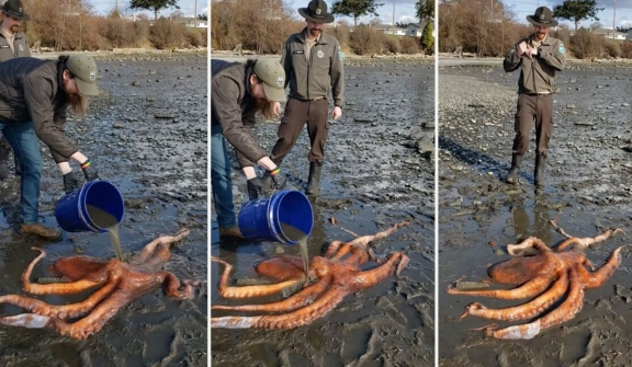 Woman who rescued stranded giant octopus and miraculously brought it back to life