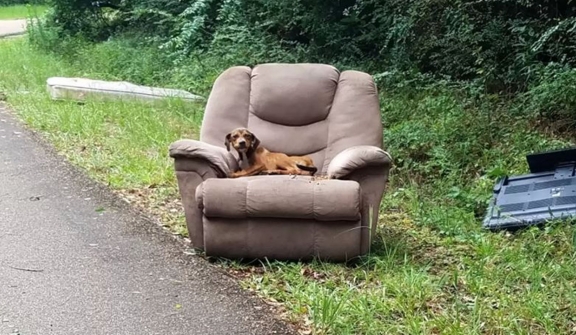 Abandoned puppy clings to hope for a week, awaits owner's return alongside chair and TV