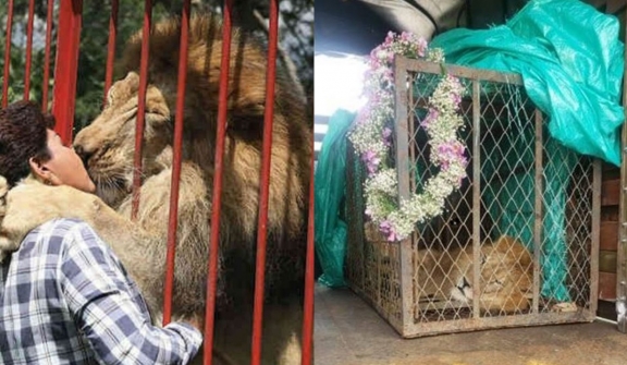 After two decades, lion shares emotional goodbye with his rescuer