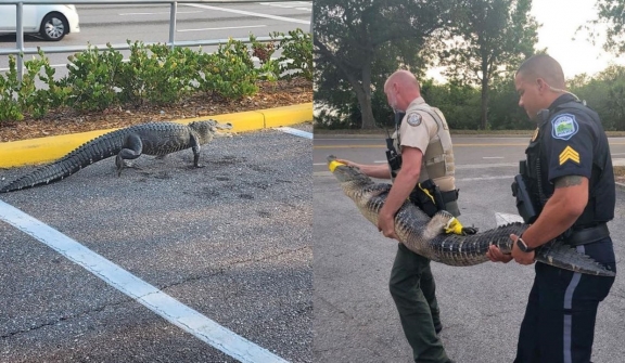 Alligator visits Florida Publix, Officers joke he's there to 'pick up a pub sub' sandwich