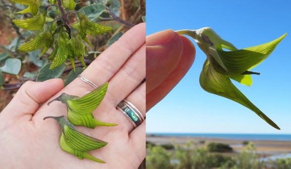 Remarkable Australian flower resembles the graceful flight of a hummingbird