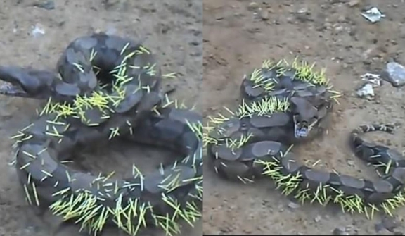 Snake regrets attacking porcupine and suffers piercing consequences