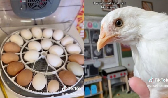Teacher successfully hatches chicks from eggs purchased at Trader Joe's