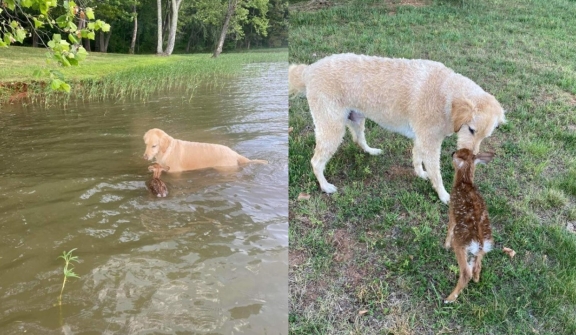 Heroic dog rescues drowning baby deer in a fearless leap, forming an unbreakable bond