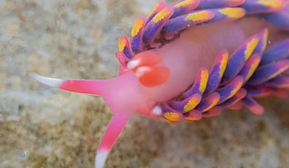 Rock pooler uncovers breathtaking rainbow sea slug in south cornwall