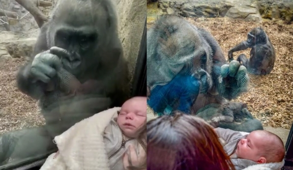 Gorilla at zoo Introduces her baby to mother and newborn through glass partition