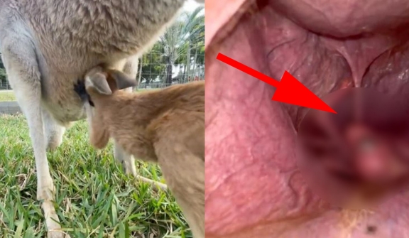 Startling discovery uncovers the startling secrets within a kangaroo's pouch