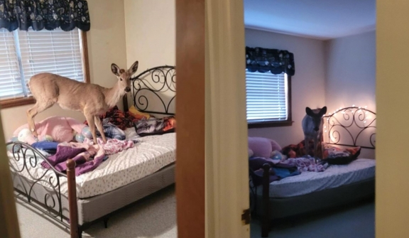  Woman's shock as a deer wanders into her home during dinner preparation