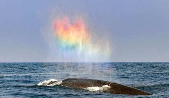 Blue Whale's enchanting breath forms a rainbow heart