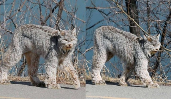 Majestic feline stuns onlookers with elegant stroll through city streets