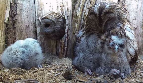 Owl mom whose eggs didn’t hatch finds overwhelming joy with babies in her nest