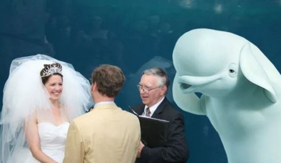 The unforgettable wedding guest: Beluga whale's presence sparks side-splitting photoshop battle