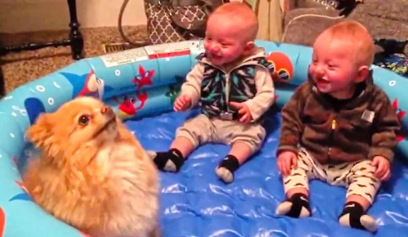  Twin babies in fits of laughter over adorable pomeranian pup