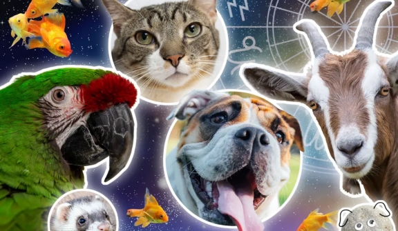 What pet is most compatible with your zodiac sign?