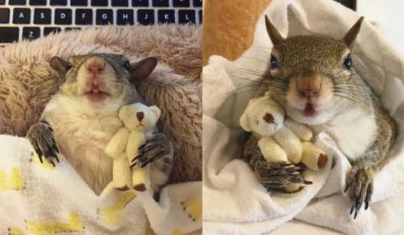 Hurricane-Rescued squirrel clings to mini teddy bear as her lifeline