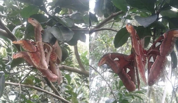 Tree-dwelling 'Snakes' with angry appearance turn out to be something else