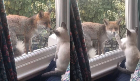 Wild fox forms heartwarming bond with little kitten through window