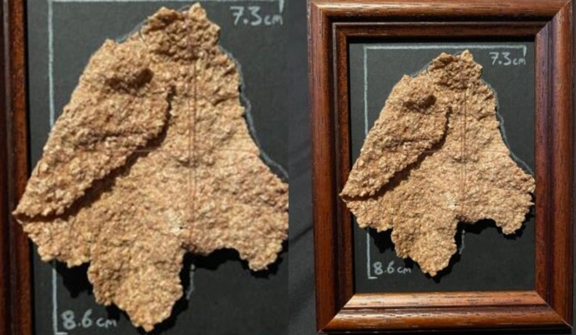 Rare 'gargantuan' bran flake listed on eBay for $200K: Guaranteed to be 'still crispy