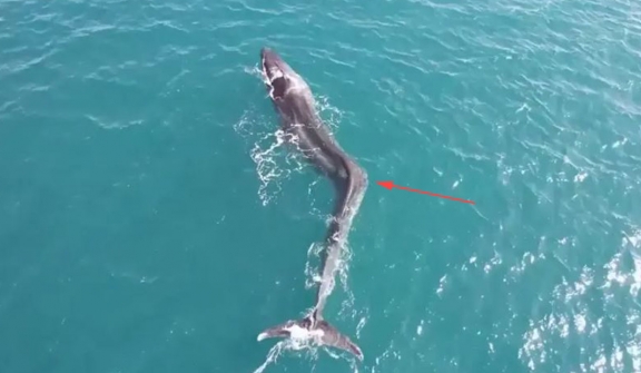 Struggling whale with severe scoliosis spotted off the coast of spain