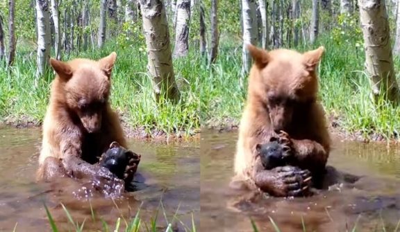 Camera captured bear taking a bath with his beloved toy in a puddle