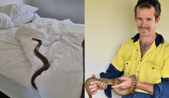 Discovery of a brown snake coiled underneath homeowners' sheets