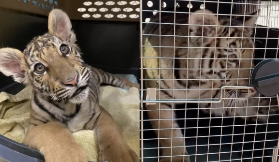 Tiger can't hold back her happiness as she was rescued from a dog-sized cage