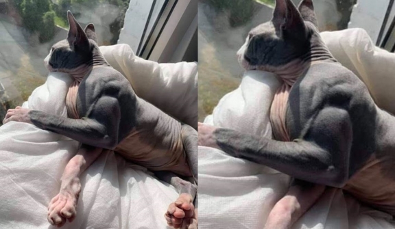 Cat suffers from a rare condition that causes insane muscle mass growth constantly