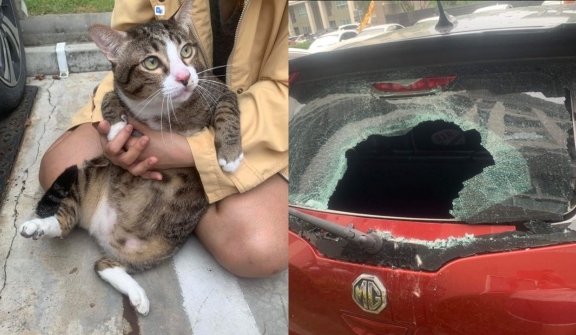 Fat cat miraculous survival after falling from 6th floor, breaking car window