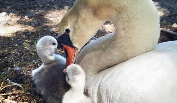 Teenagers mistakenly k.ill and eat the mother swan, thinking it was a duck, snatching her four babie