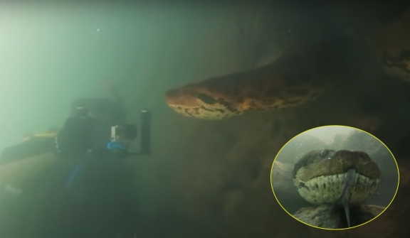 Scuba diver confronts enormous seven-meter anaconda