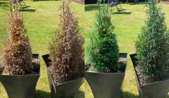 British woman goes viral for reviving dying plants with ‘genius’ hack