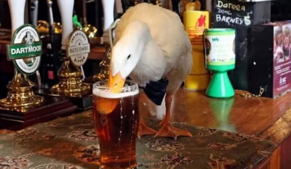 Bow-tie-clad duck enters pub, drinks pint, fights dog and loses