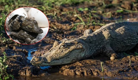 Virgin birth in a crocodile: Female crocodile gives birth in Costa Rica despite living alone for 16 years