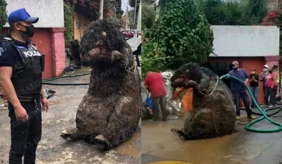 Shocked workers find ‘giant rat’ while cleaning sewers in Mexico City’s sewer system