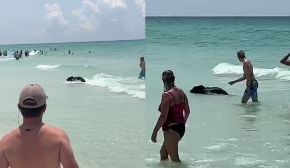 Bear shocks Florida beachgoers by unexpected swim from the ocean