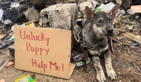 'Unlucky Puppy - Help Me': Heartbreaking abandoned puppy found tied to a stone in a garbage dump