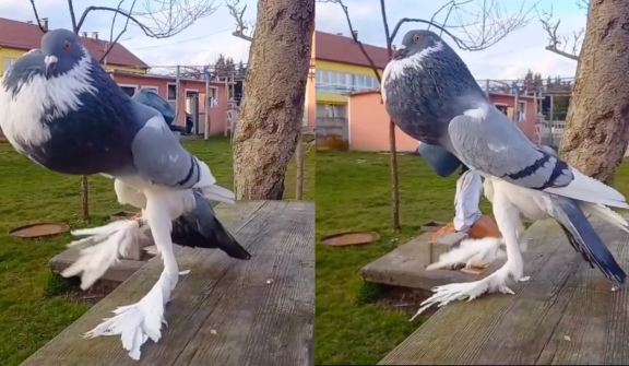 'Mutant Pigeon' terrifies onlookers with long legs and swollen neck