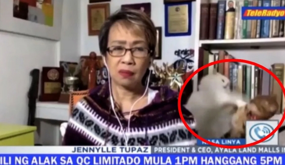 Reporter keeps composure as cats engage in a playful scuffle during live TV interview